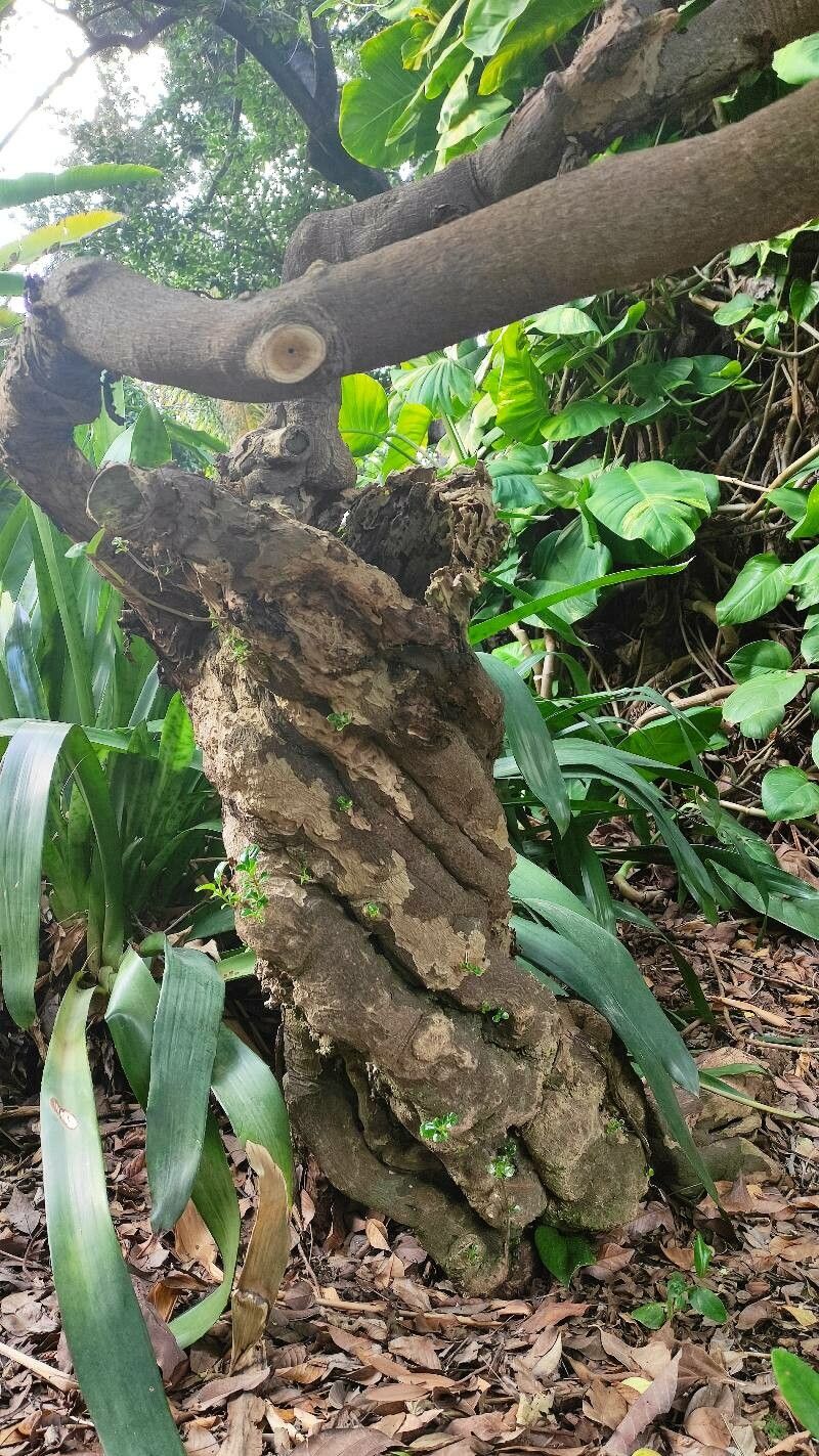 Coprosma baueri habit