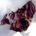 Helleborus viridis