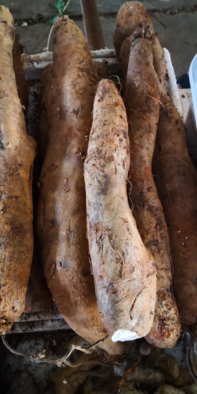 Dioscorea alata fruit