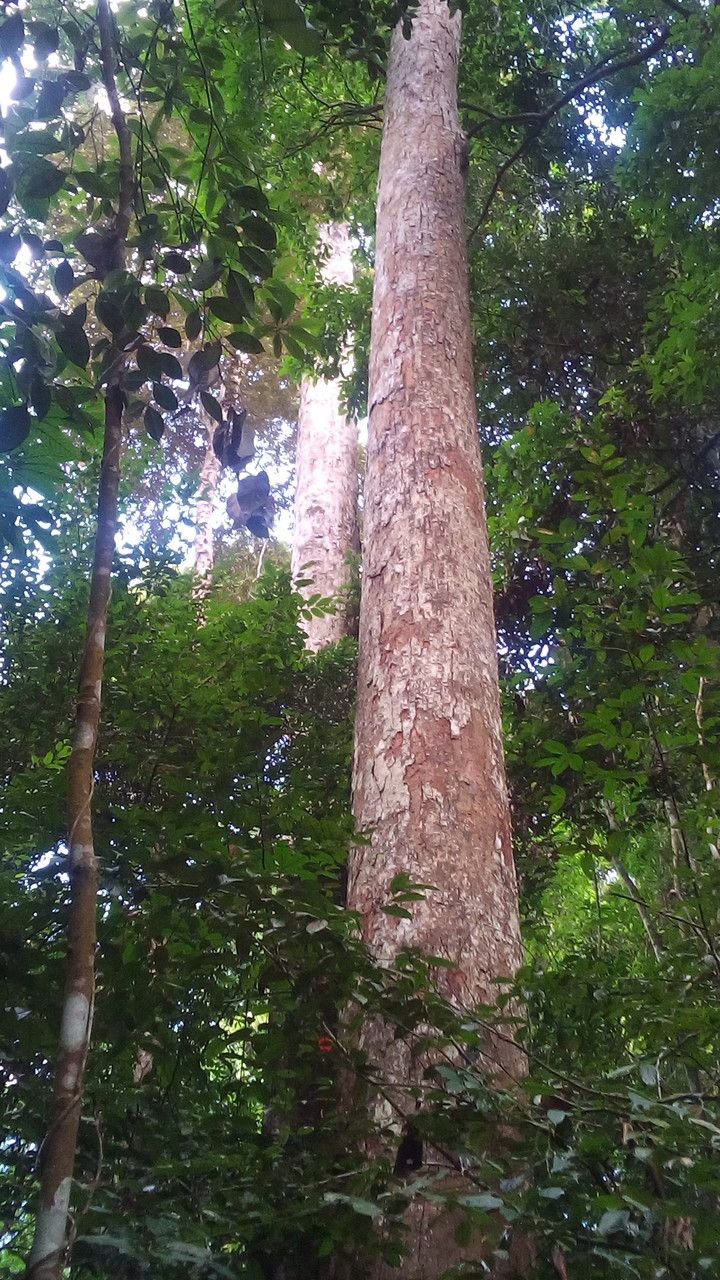 Sloanea dasycarpa habit