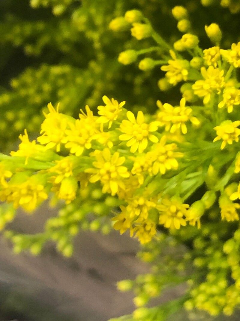 Solidago chilensis flower