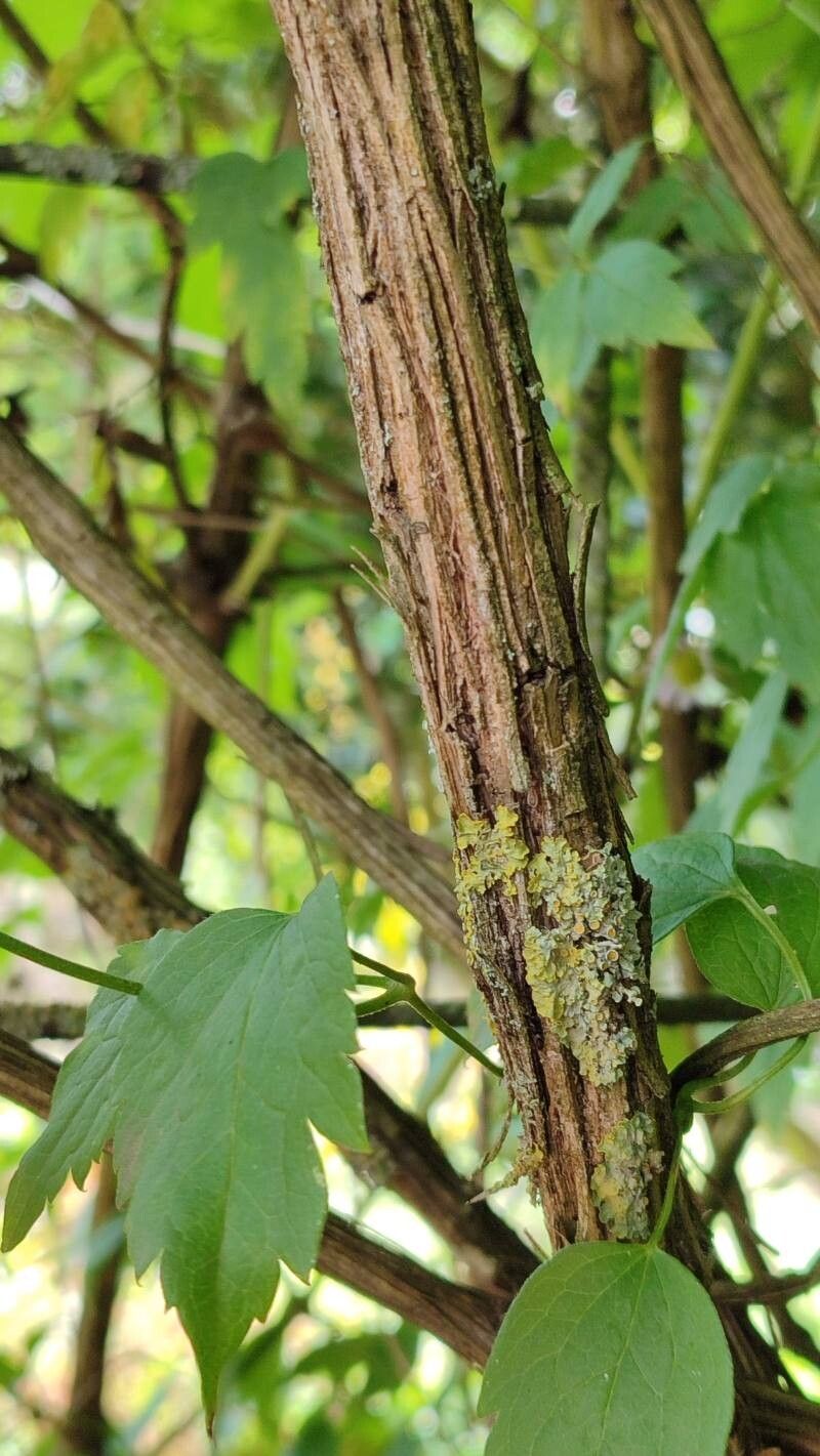 Clematis potaninii bark