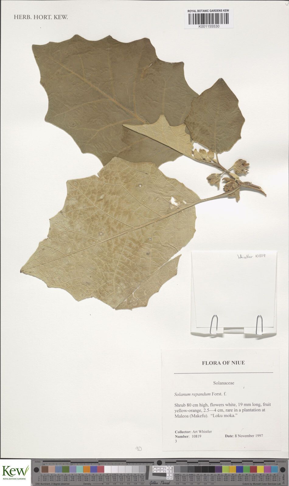 Solanum repandum — houseplant care guide