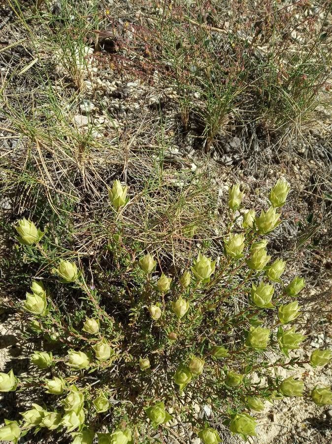 Castilleja septentrionalis leaf