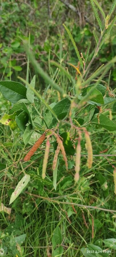 Chamaecrista mimosoides fruit