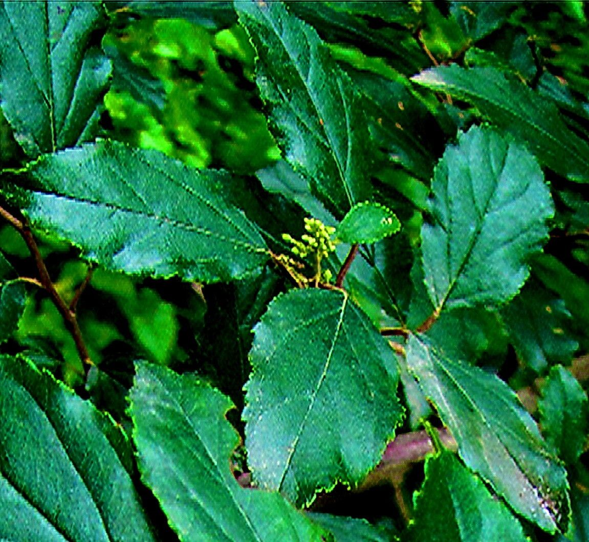 Itea rhamnoides — related species from the same genus