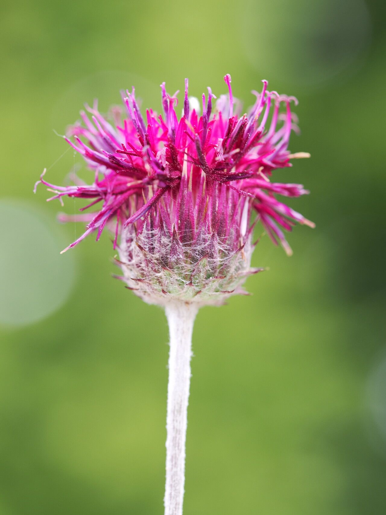 Jurinea blanda flower