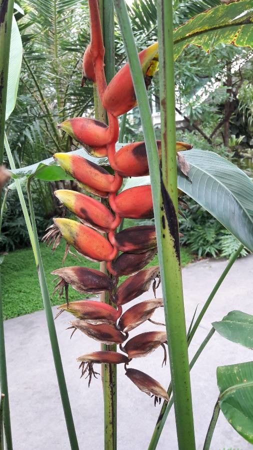 Heliconia rostrata flower