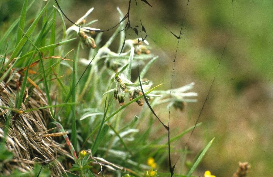 Gnaphalium hoppeanum flower