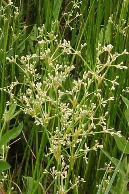 Juncus subnodulosus fruit