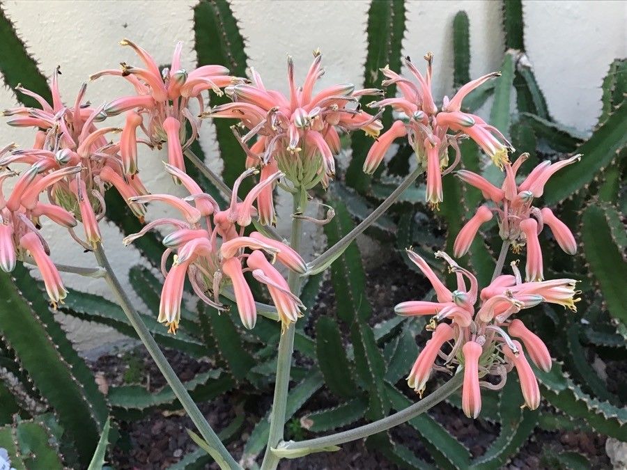 Aloe immaculata flower