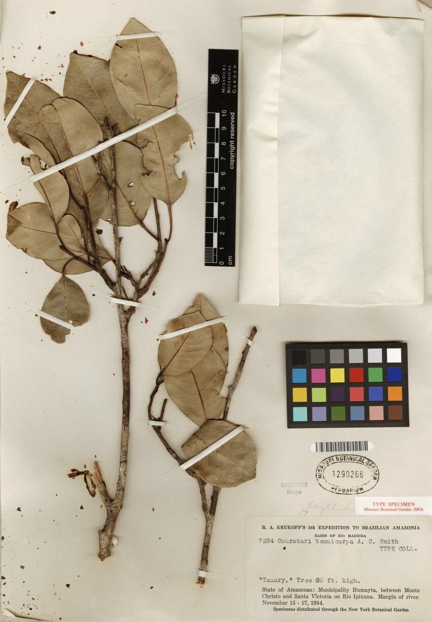 Couratari tenuicarpa — houseplant care guide