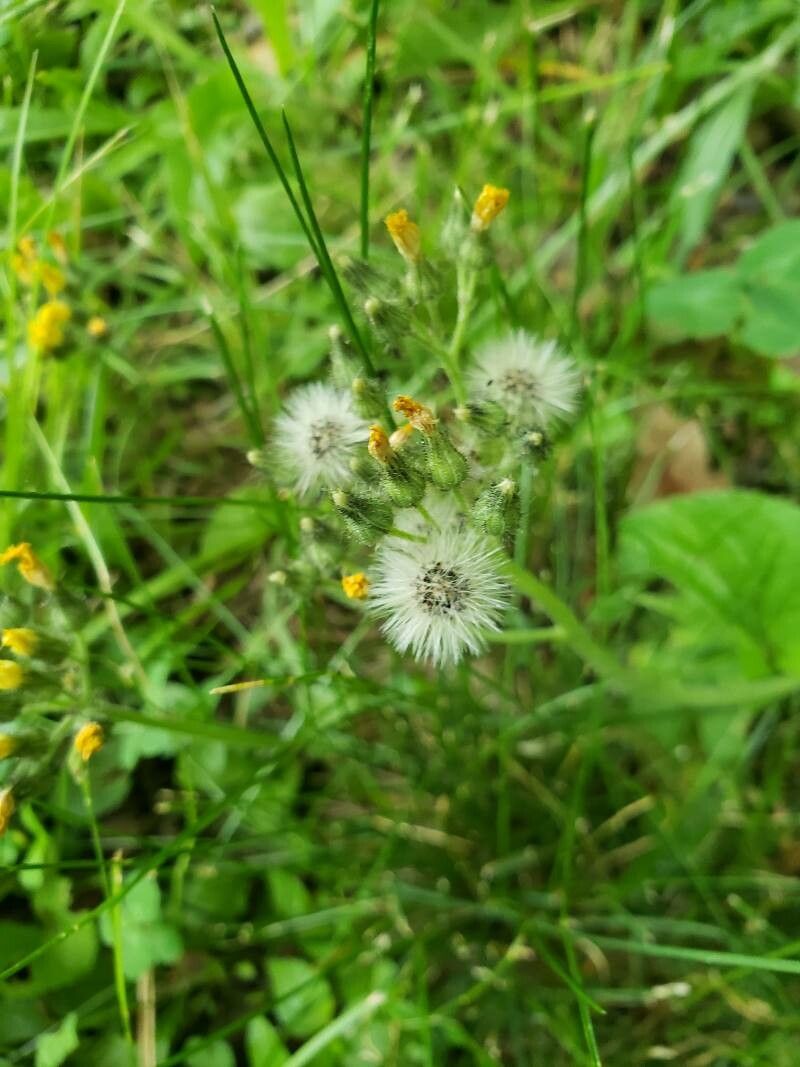 Pilosella caespitosa fruit