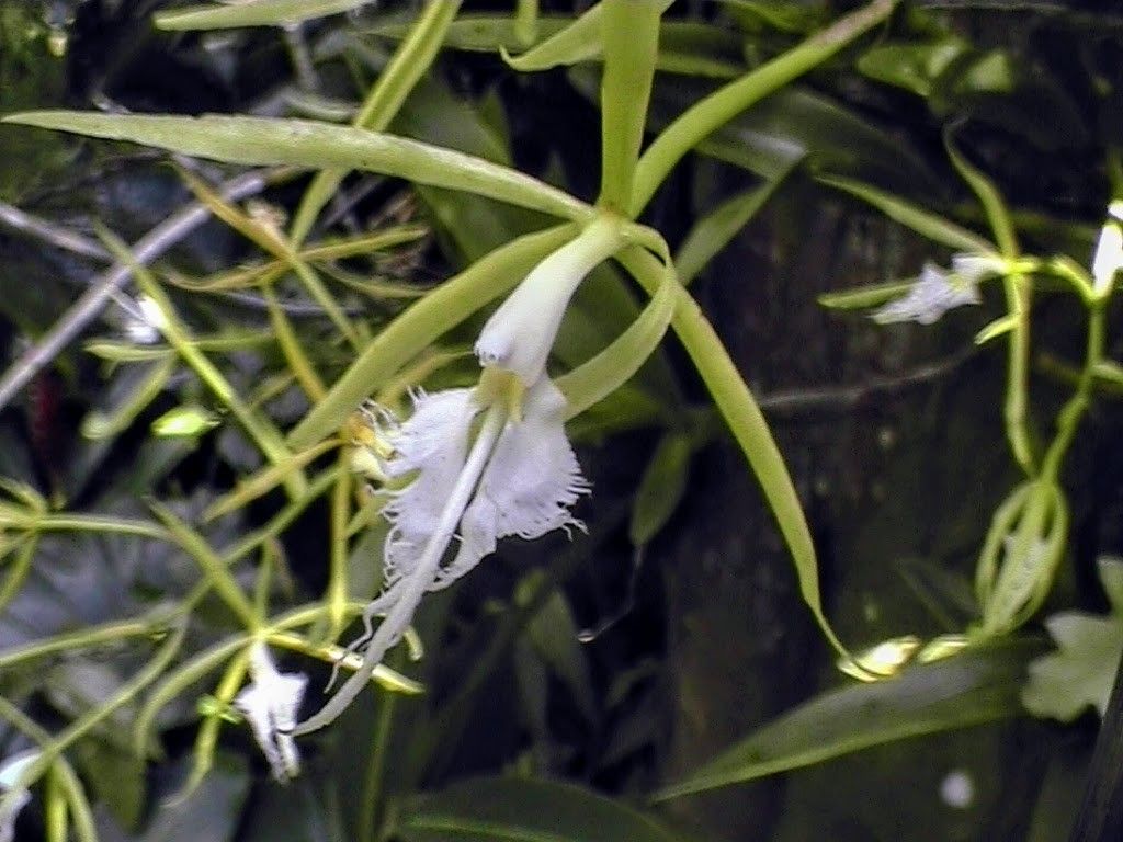 Epidendrum ciliare flower