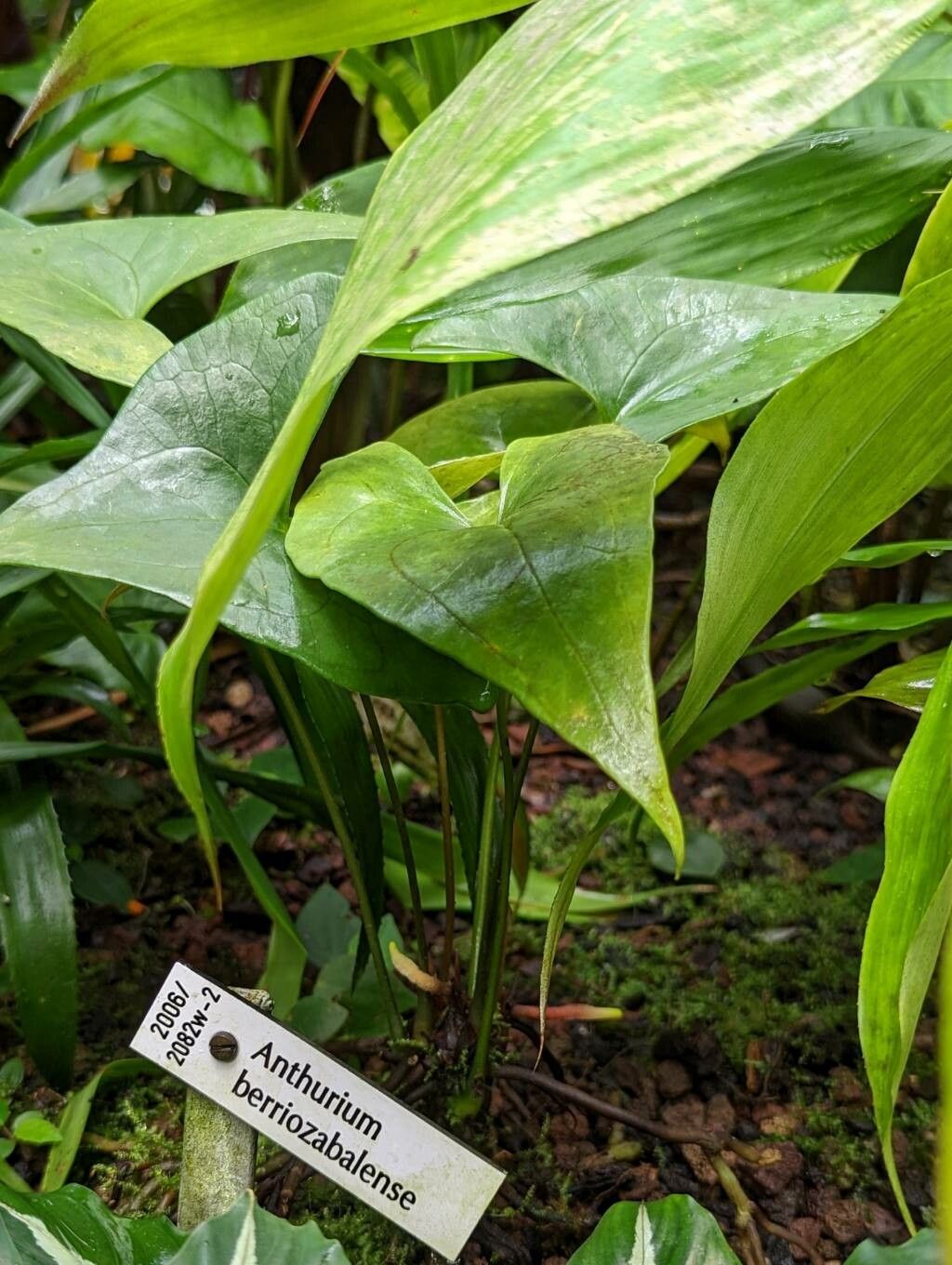 Anthurium berriozabalense habit