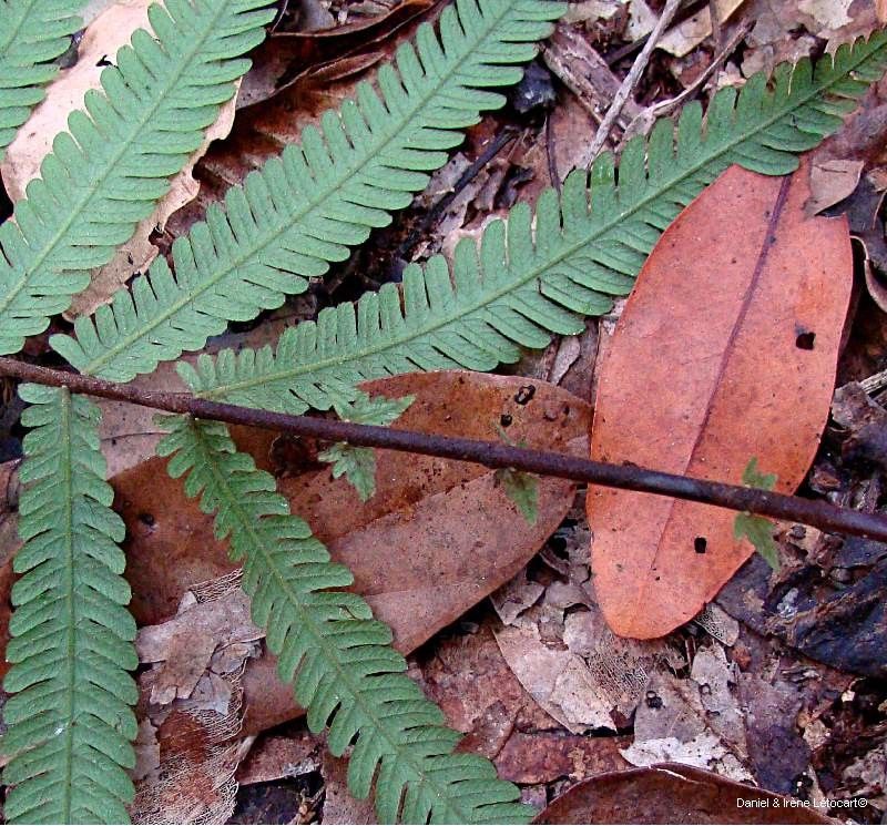 Thelypteris richardsii — search result for 'Thelypteris'