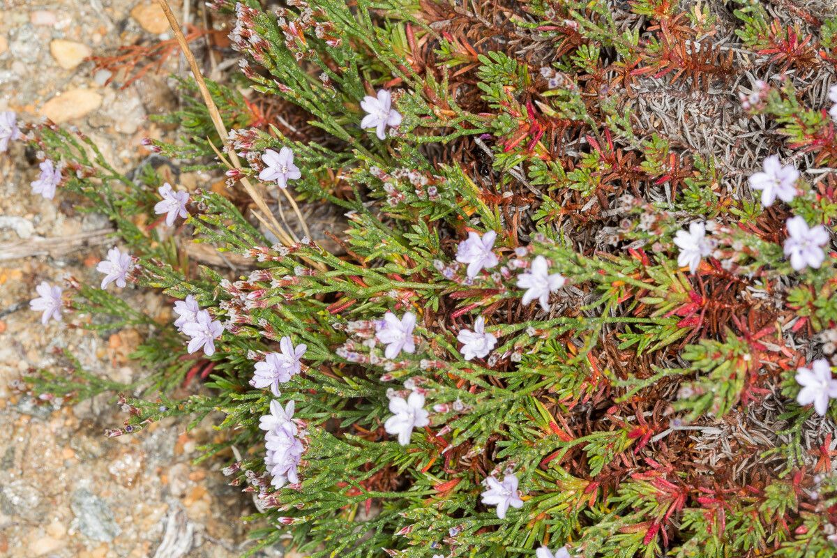 Limonium articulatum flower