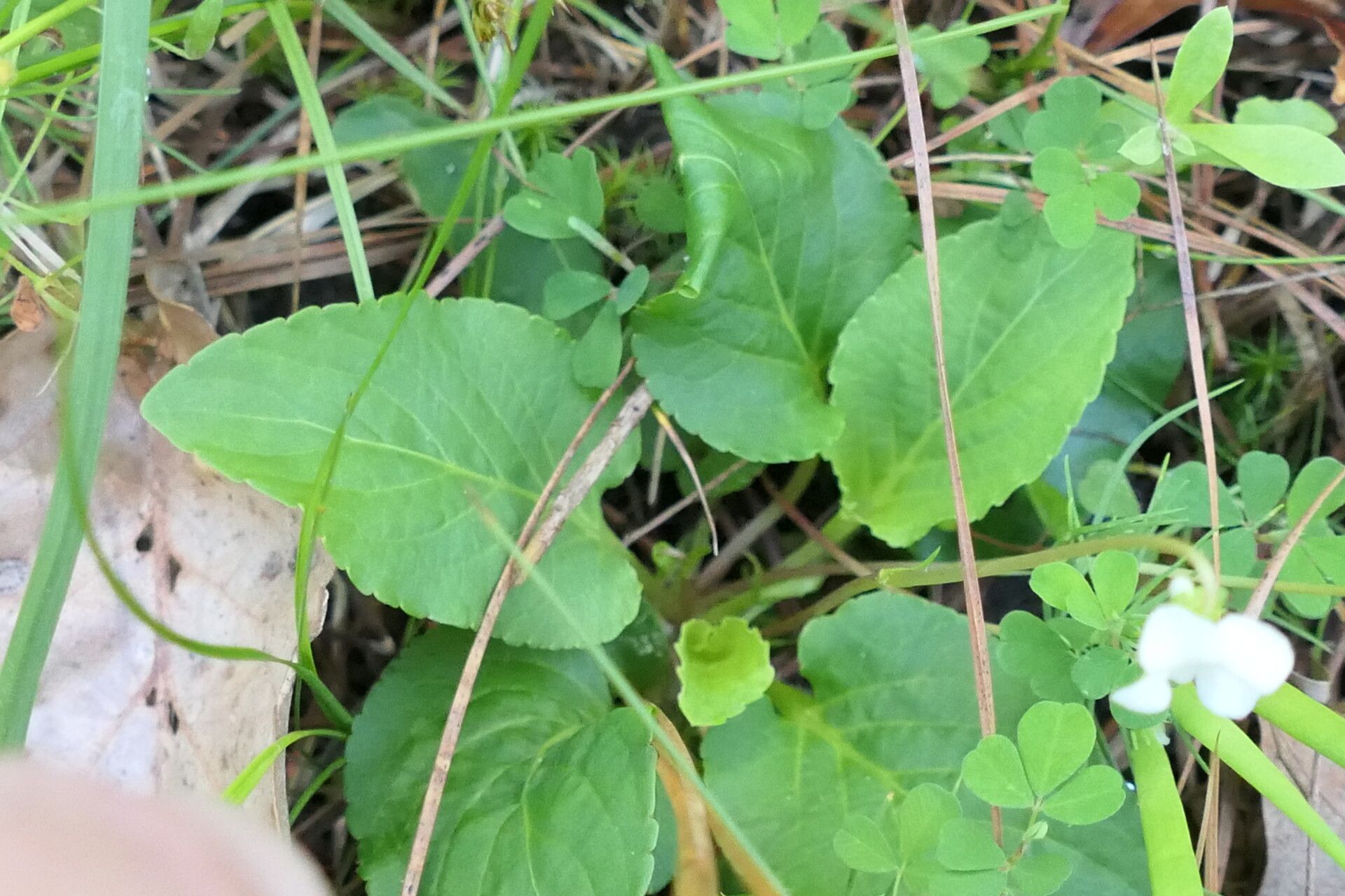 Viola patrinii — houseplant care guide