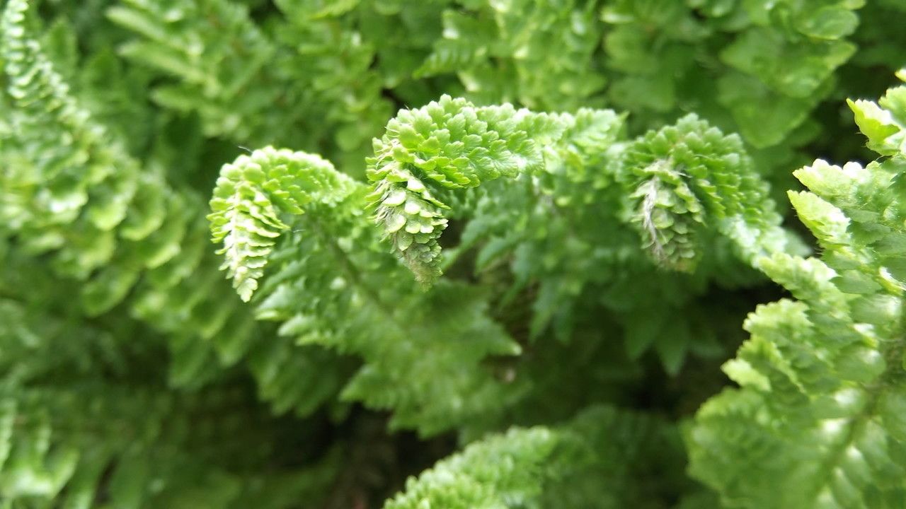 Polystichum lemmonii habit