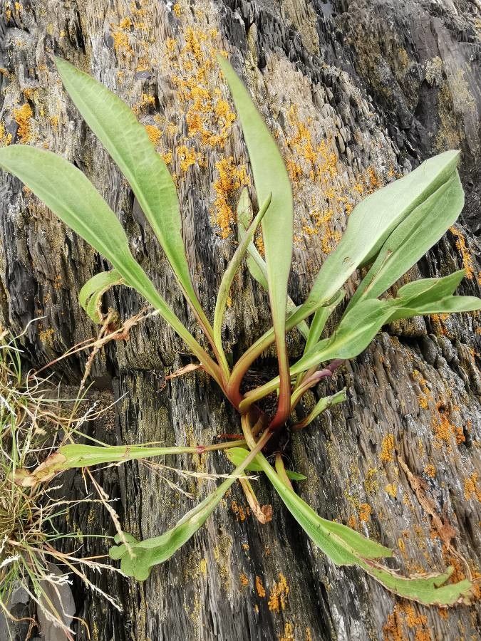 Solidago sempervirens leaf