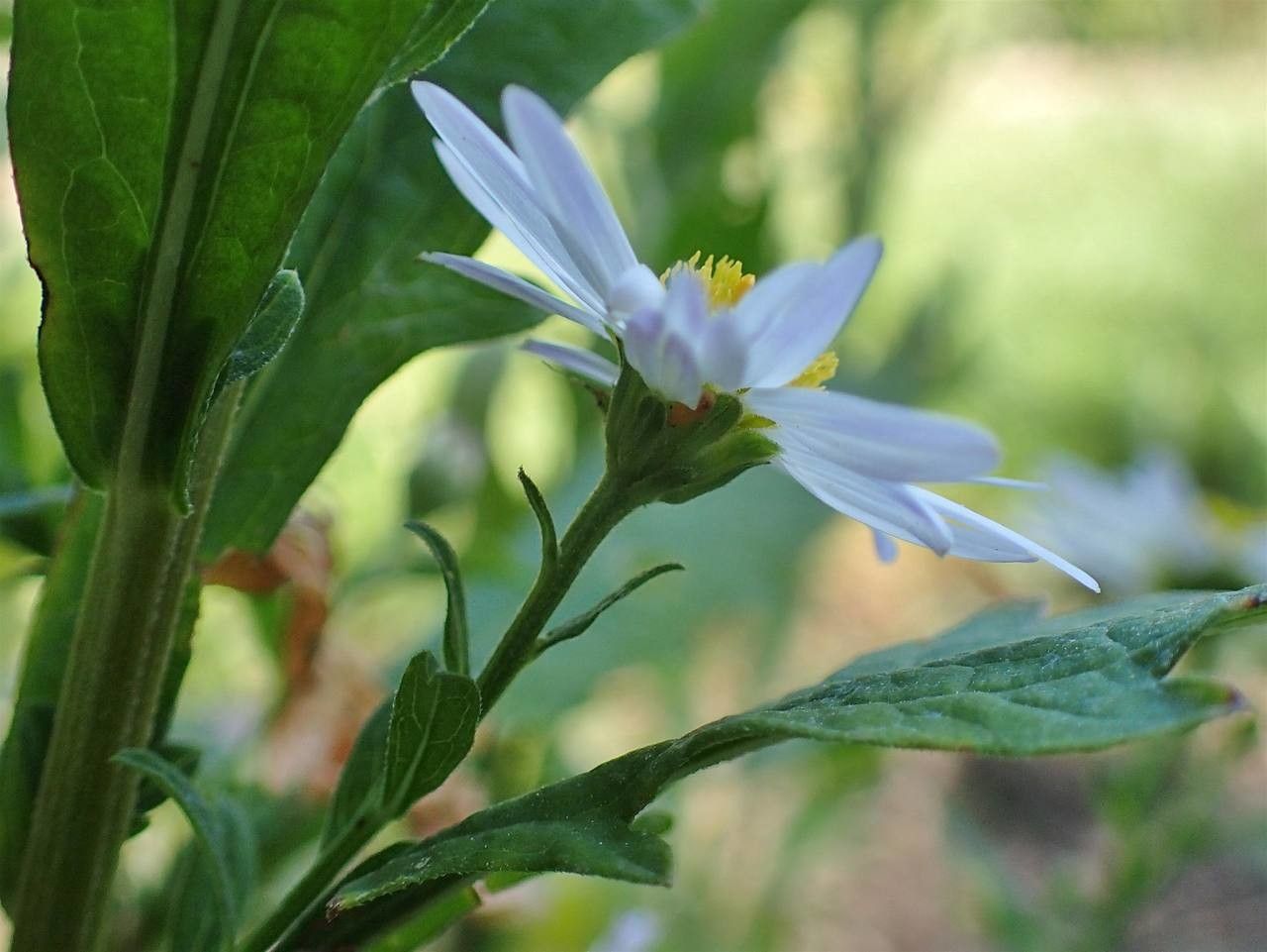 Kalimeris incisa flower