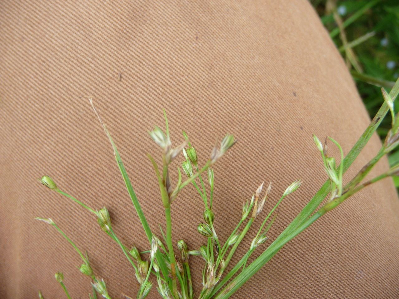 Juncus foliosus other