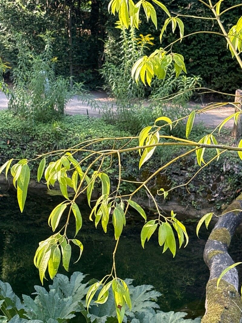 Cinnamomum chekiangense leaf