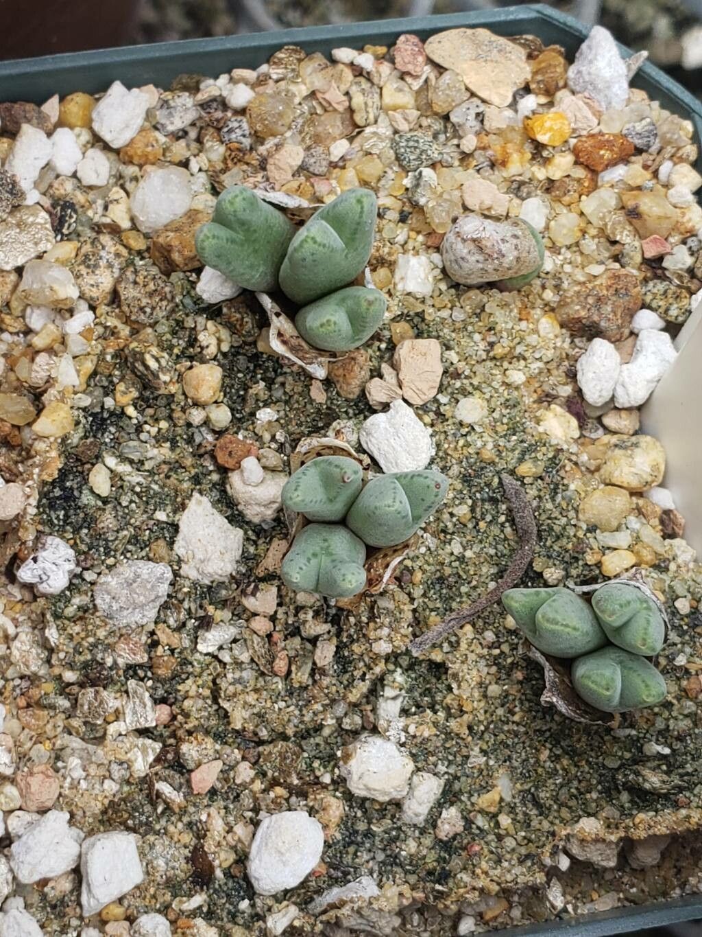 Conophytum blandum — related species from the same genus