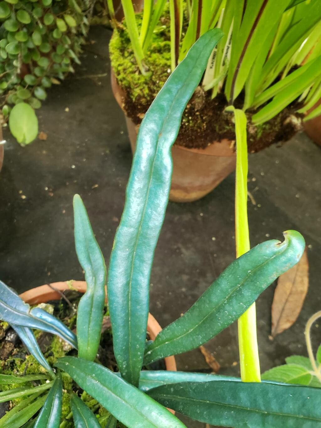 Microsorum thailandicum — search result for 'Microsorum'