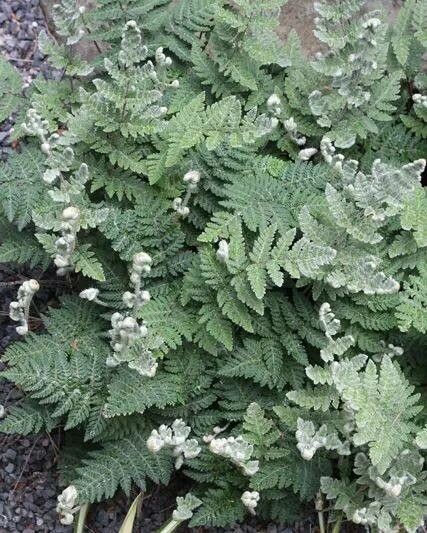 Cheilanthes eckloniana — search result for 'Cheilanthes'