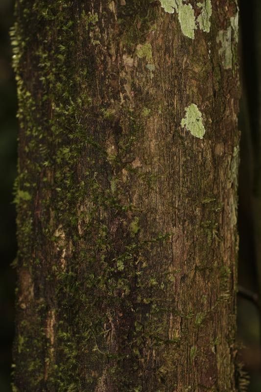 Swartzia leblondii bark