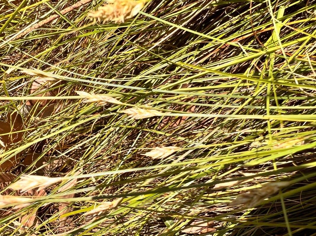 Distichlis spicata flower