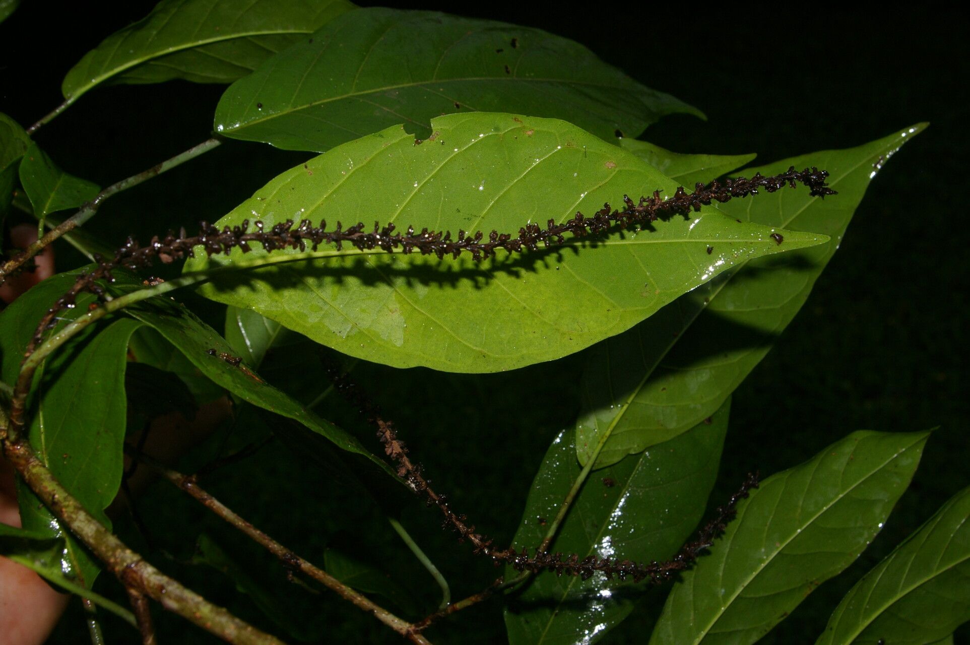 Coccoloba obovata leaf