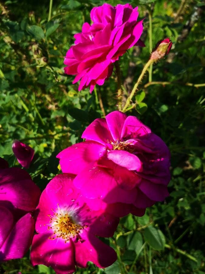 Rosa centifolia flower