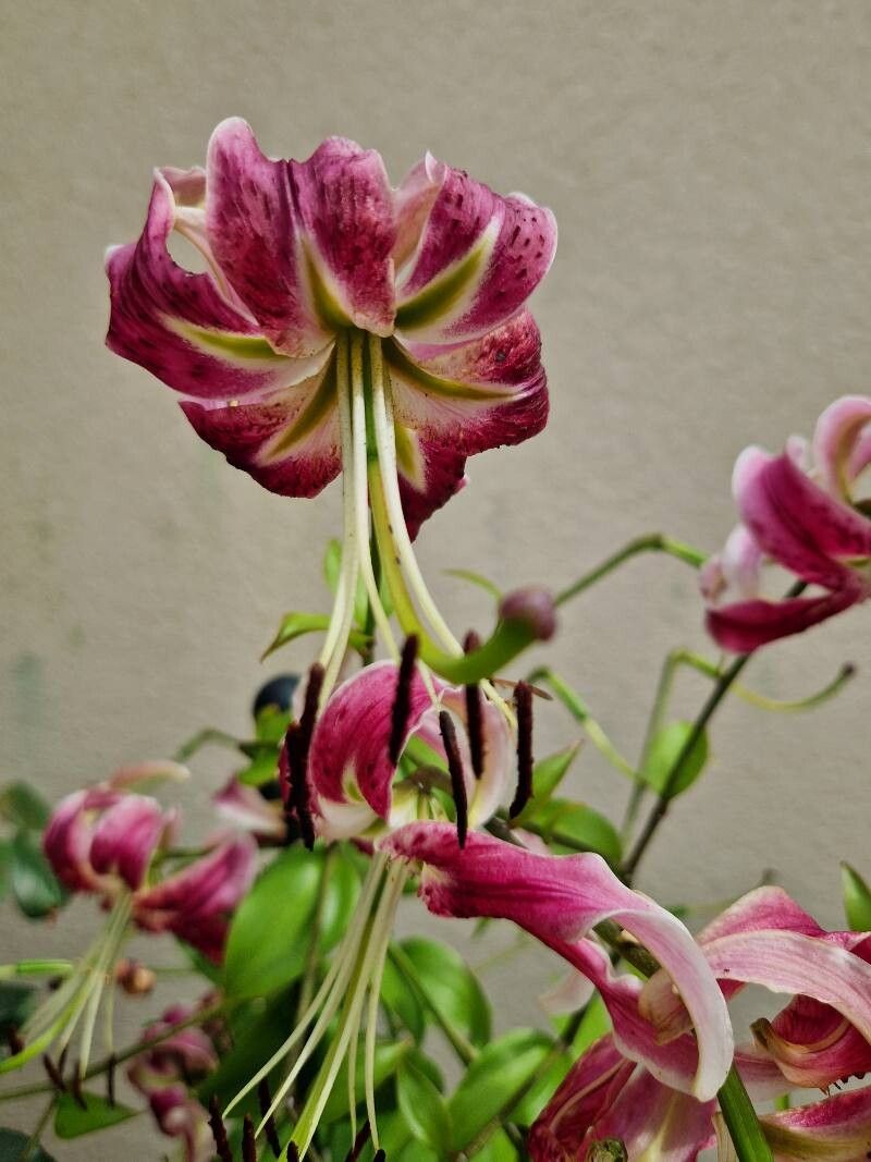 Lilium speciosum flower
