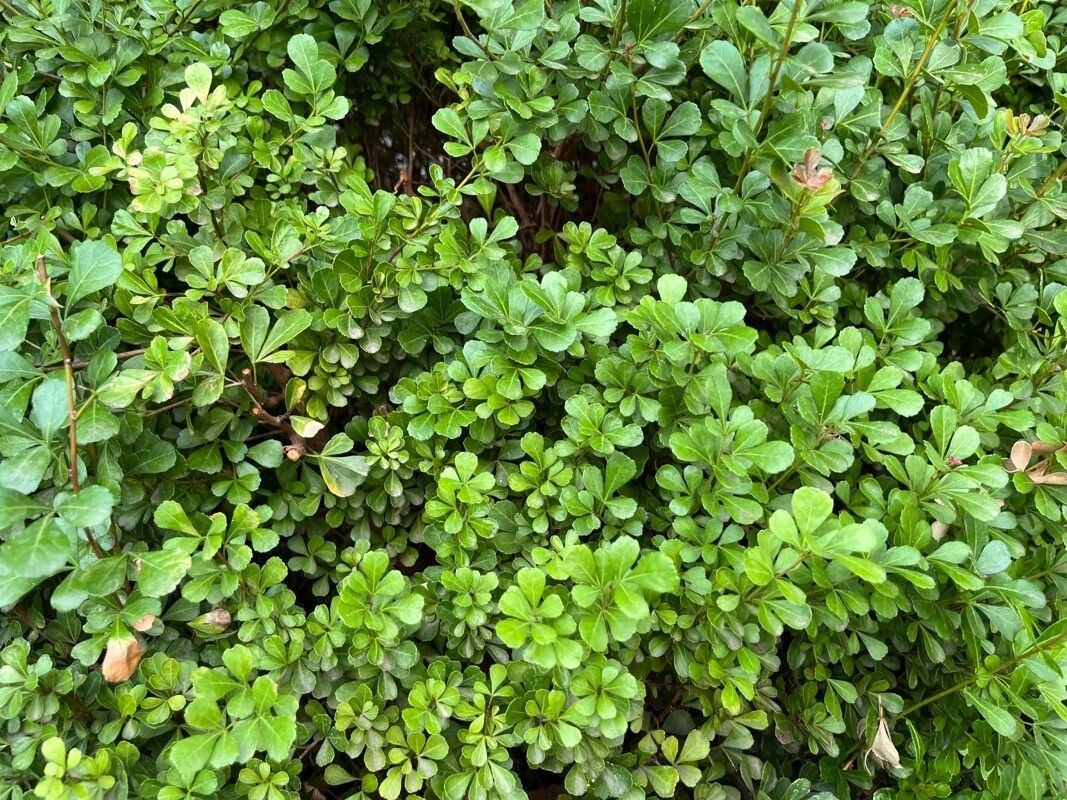 Searsia crenata — houseplant care guide