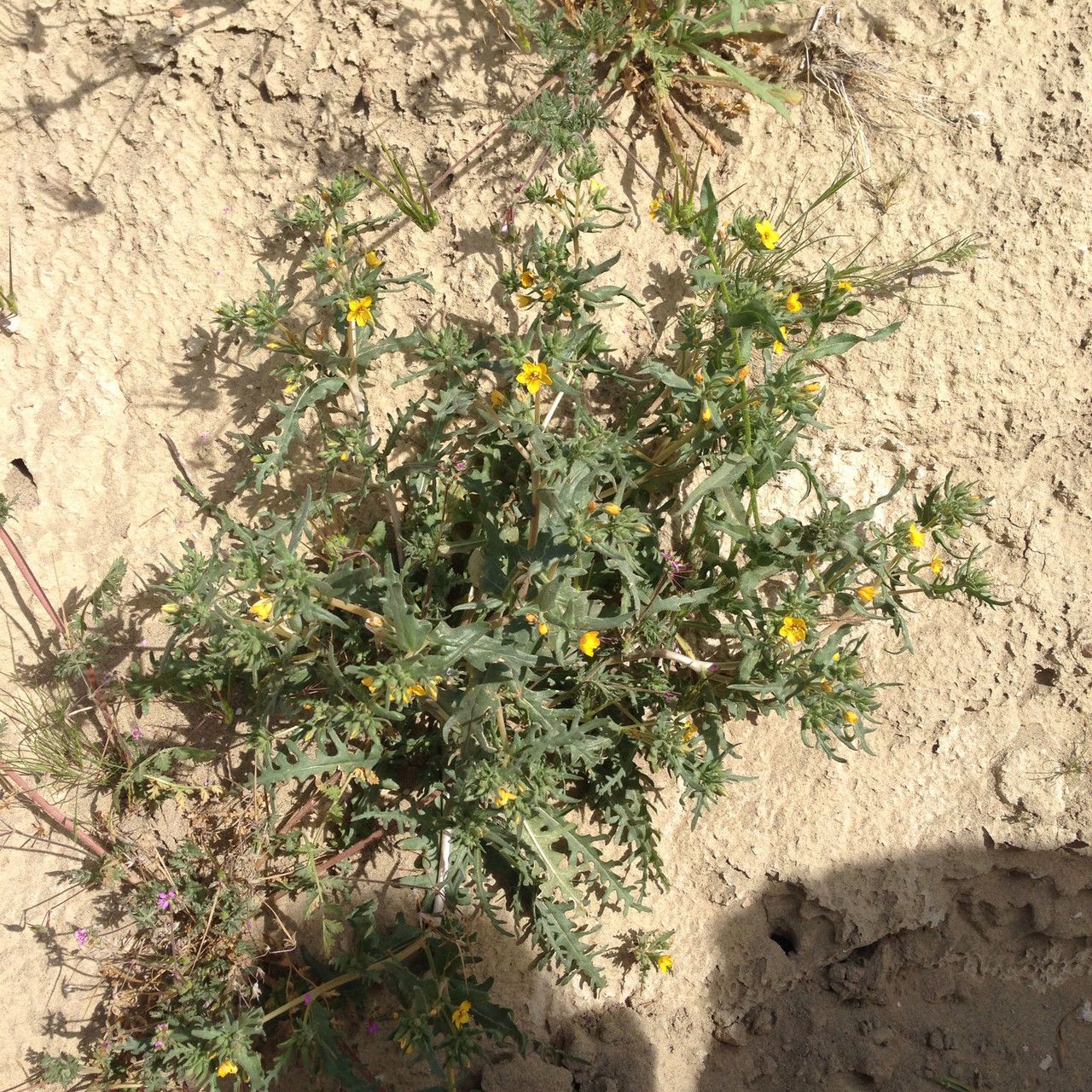 Mentzelia affinis habit