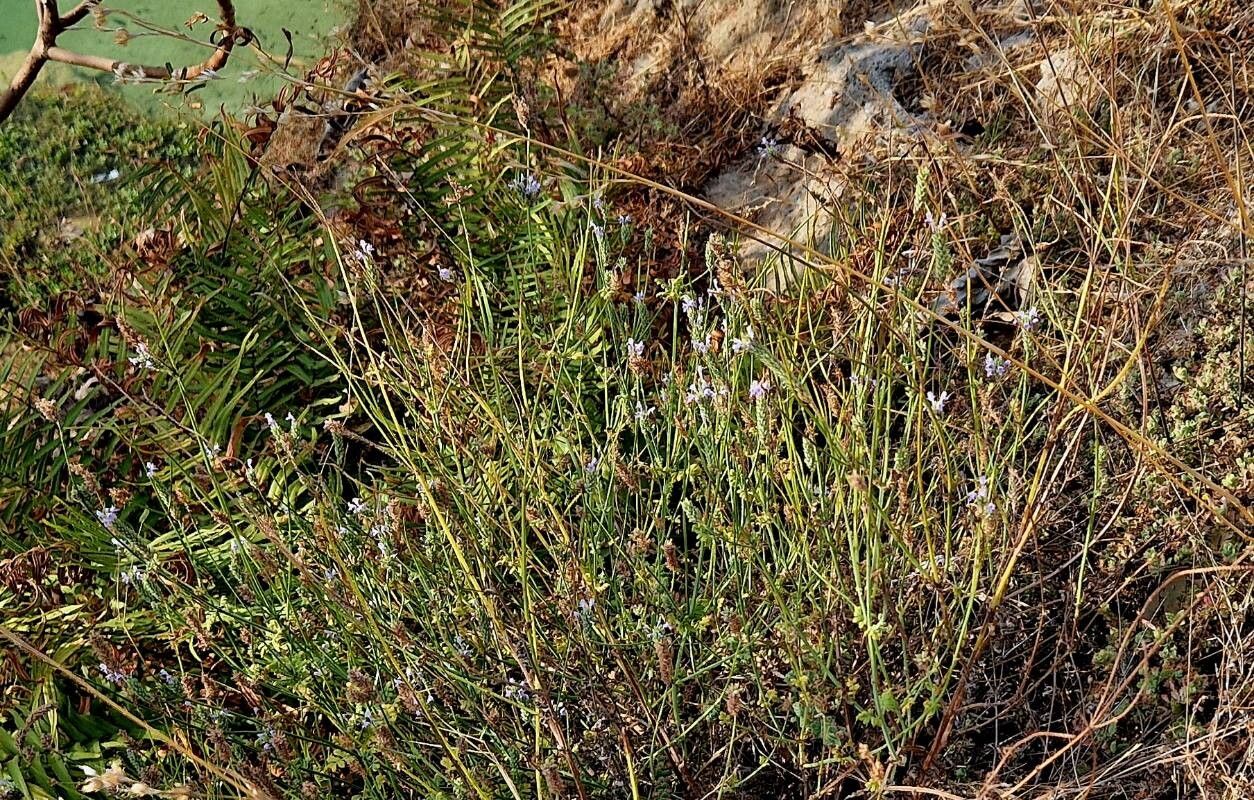 Lavandula dhofarensis habit