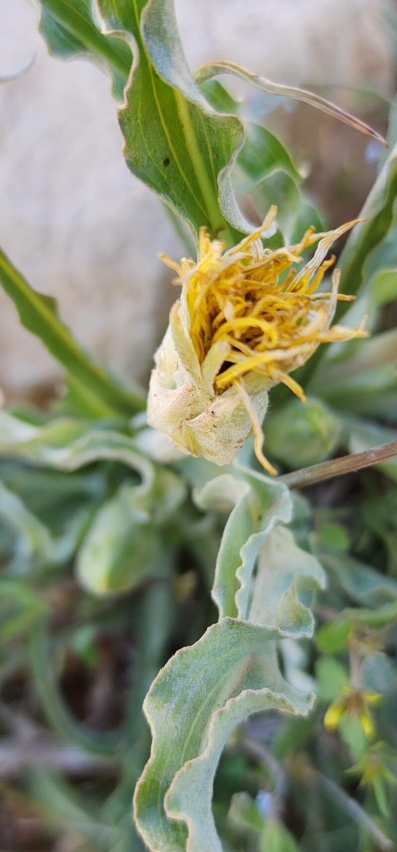 Scorzonera schweinfurthii fruit