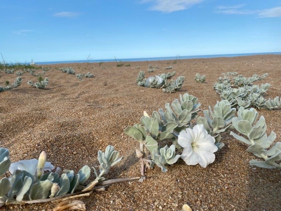 Euploca convolvulacea — search result for 'Phlox'