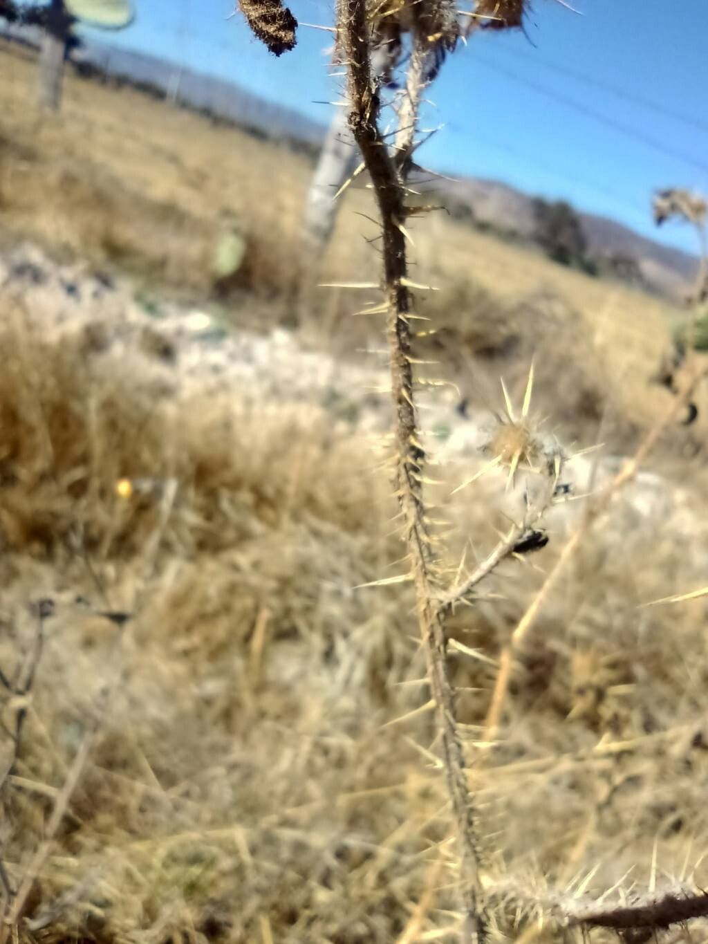 Solanum angustifolium bark