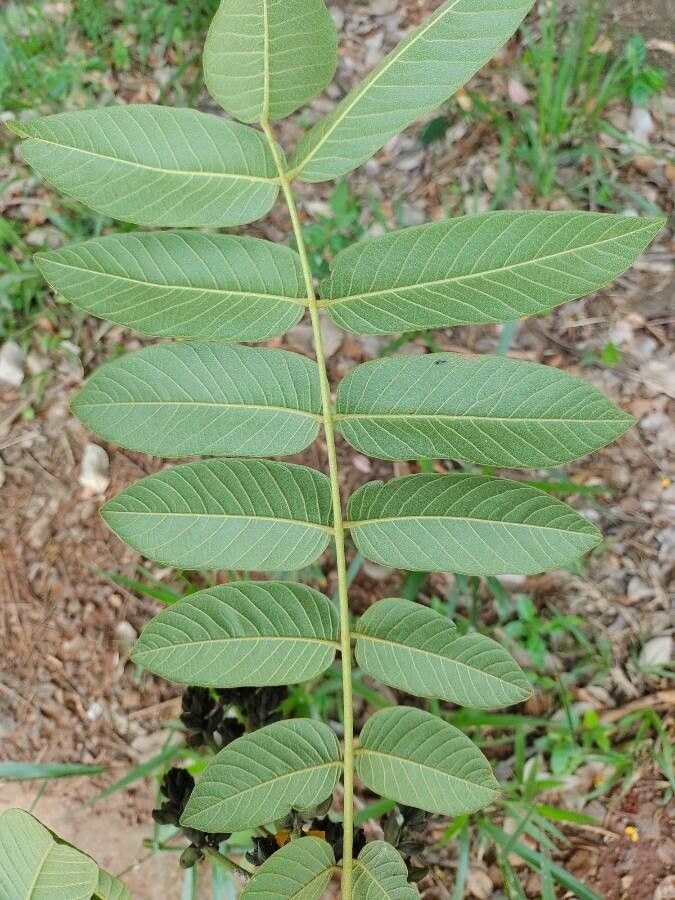 Centrolobium robustum — related species from the same genus