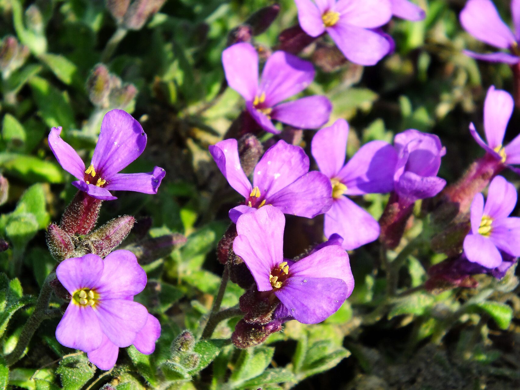 Aubrieta columnae flower