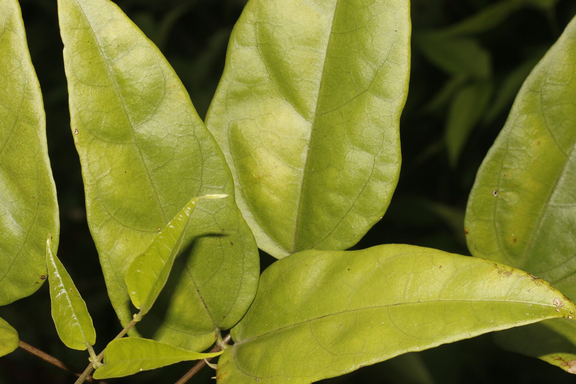 Erythrina thyrsiflora — houseplant care guide