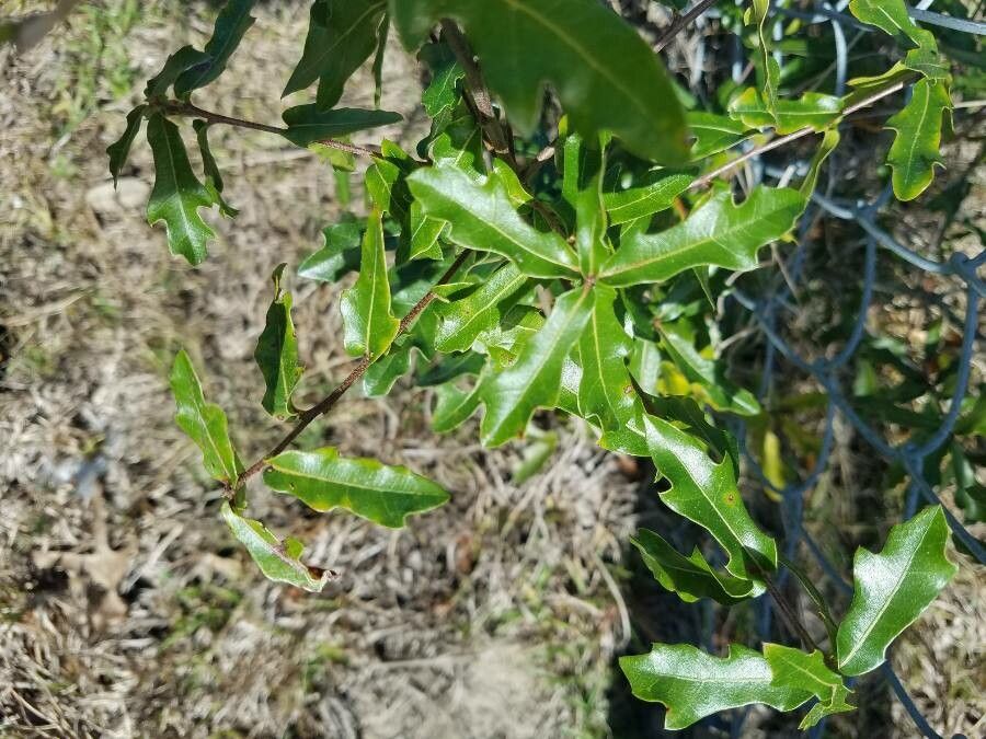 Quercus inopina — houseplant care guide