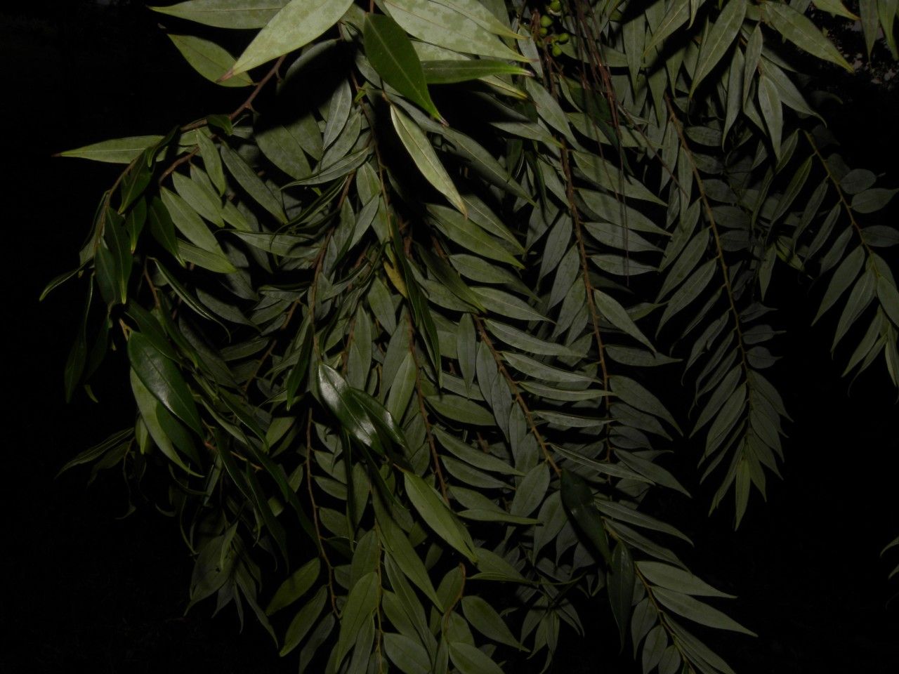 Xylopia frutescens — search result for 'Annonaceae'