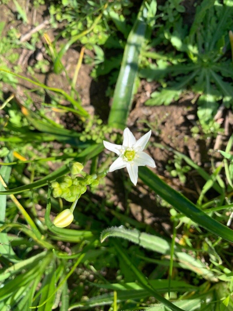 Muilla maritima — related species from the same genus