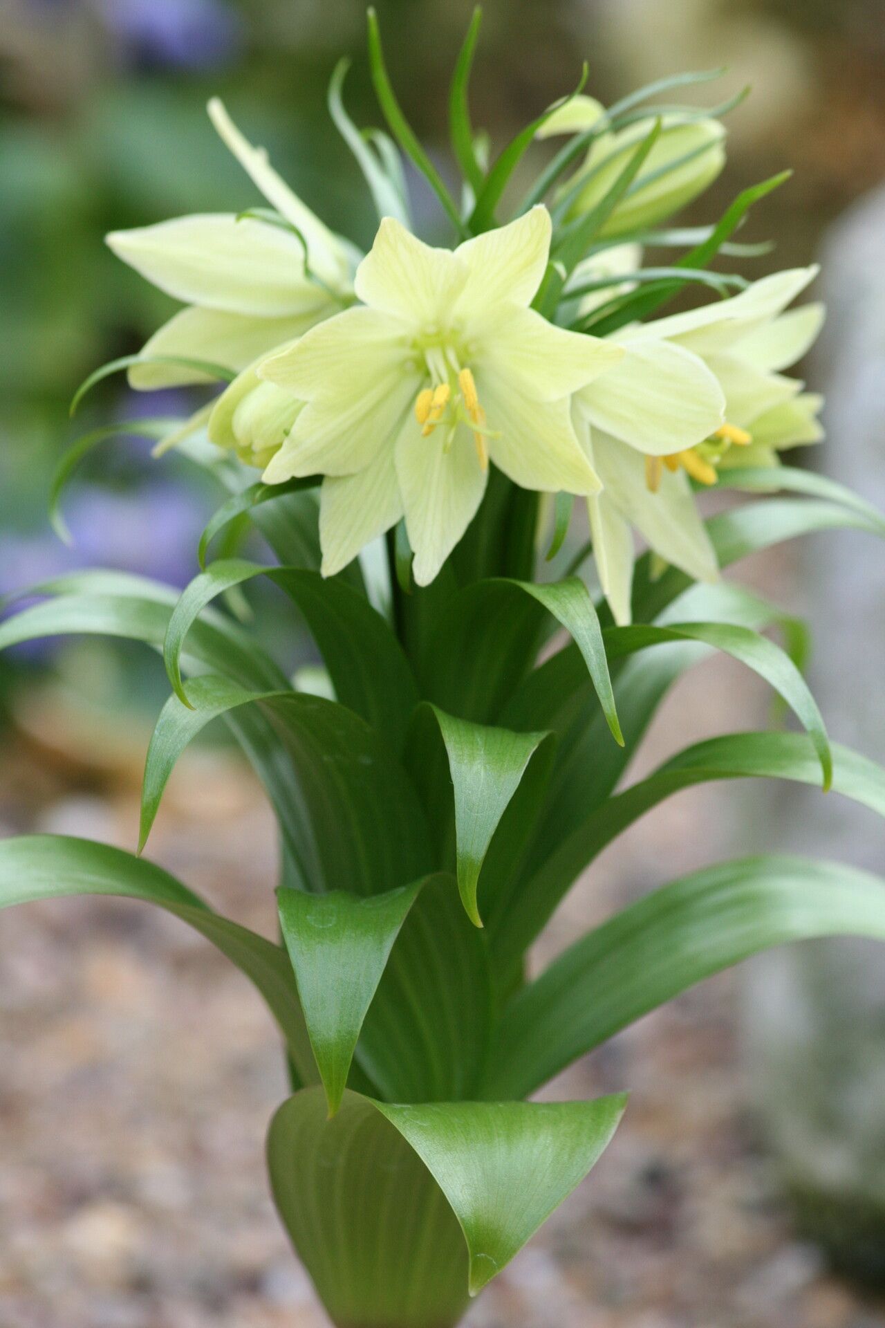 Fritillaria raddeana — search result for 'Fritillaria'