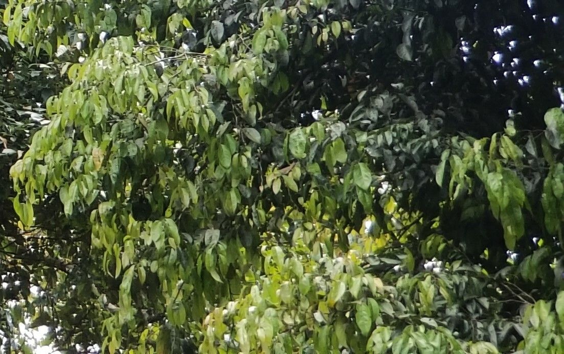 Anaxagorea javanica — search result for 'Anaxagorea'