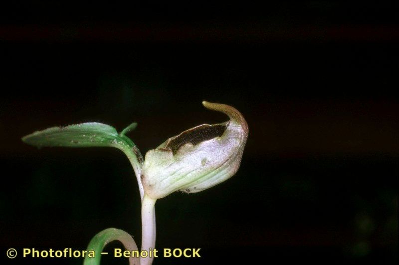 Ambrosina bassii fruit